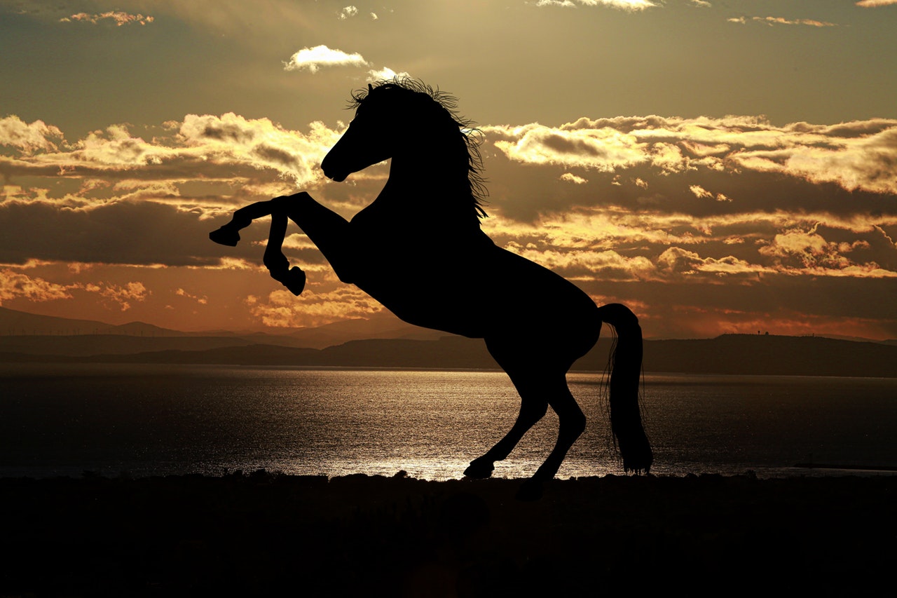 Hest med solen i baggrunden