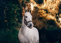 Hvorfor det er vigtigt med en forsikring til din hest