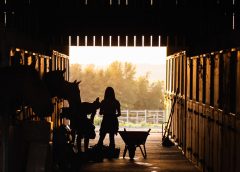 Sådan sparer du sammen til en hest